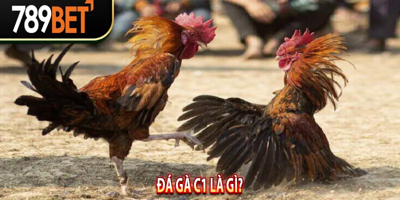 Đá Gà C1 là gì?