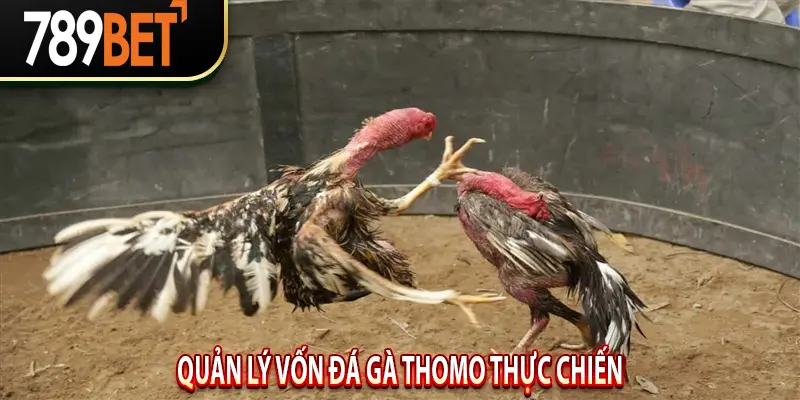 Quản lý vốn Đá Gà Thomo thực chiến